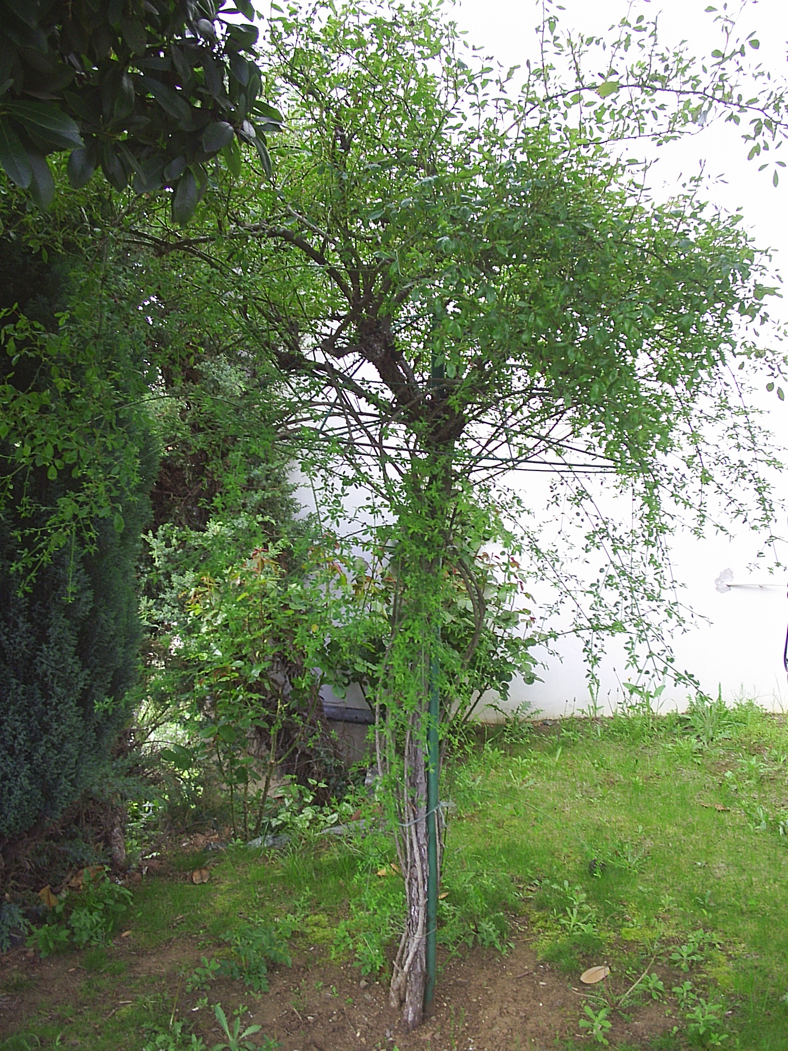 Roseira